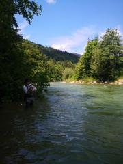 Savinja river fly fishing